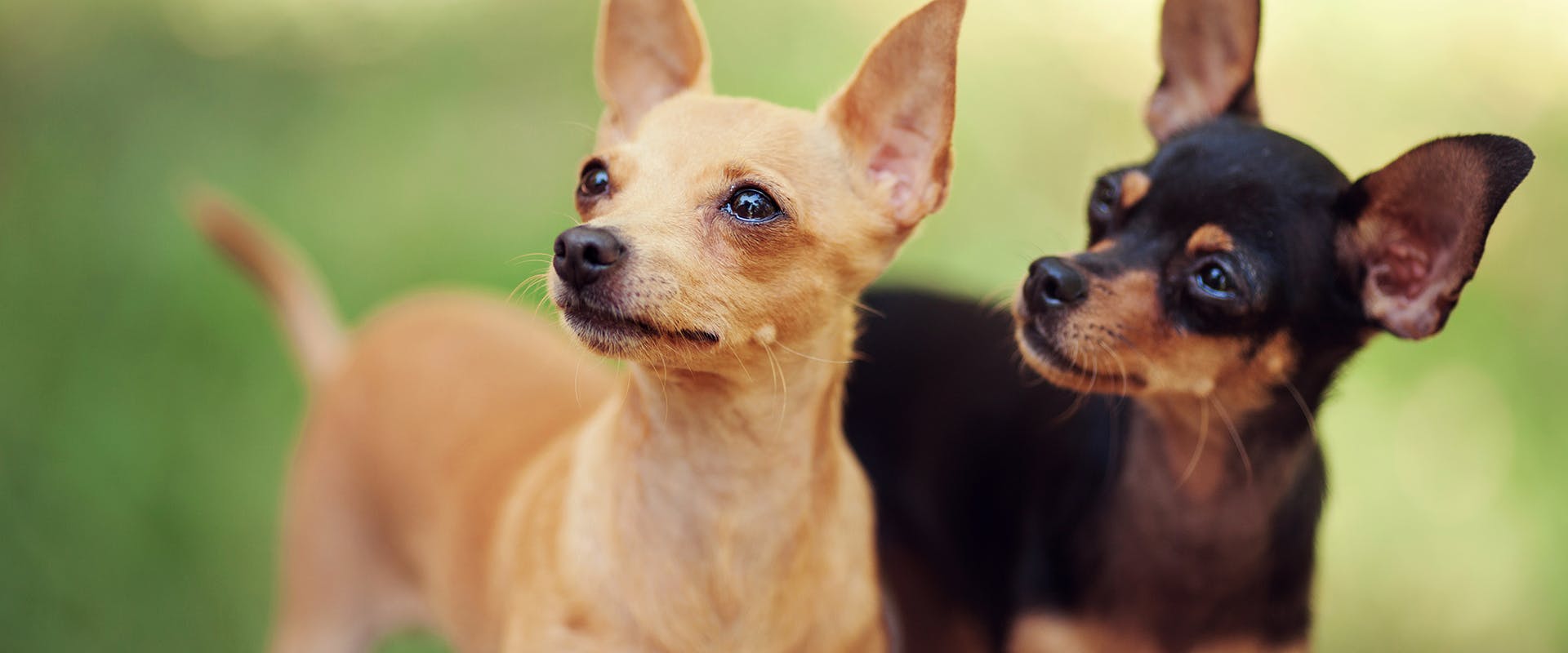 Best Small Dog Names for Your Petit Pup TrustedHousesitters